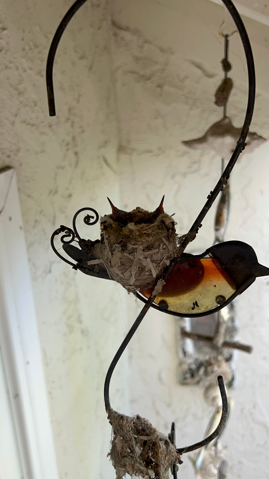 Window Cleaning Around Hummingbird Nests Project in Westminster CA 92683